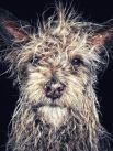 Робин Робертис, США. 1-е место в категории «Животные». Джанго — пес при монастыре Шаолинь. Снято на iPhone 7 Plus.
