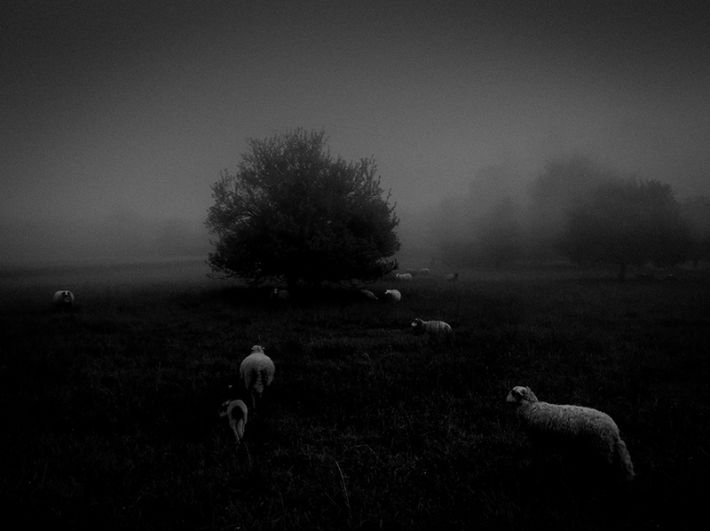Сукру Мехмет Омур, Франция. 1-е место в категории «Природа». Утренний туман. Снято на iPhone 6S.