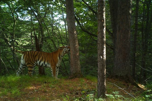 Труп амурского тигра был обнаружен в нацпарке «Бикин» 