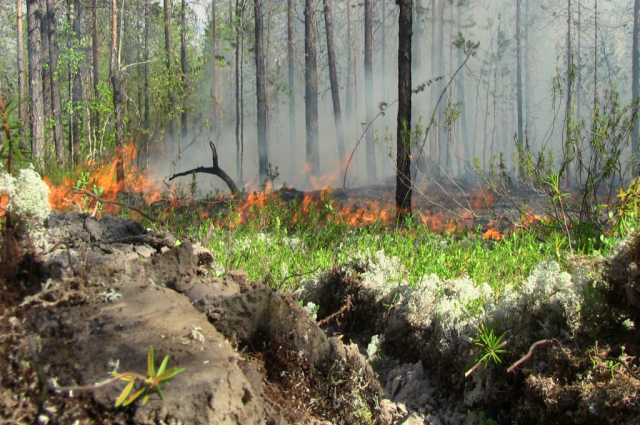 На территории Красноселькупского района действуют четыре лесных пожара