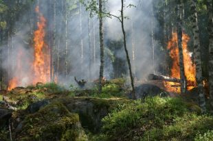 В большинстве лесных пожаров виноват человек.