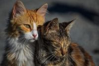 В Новом Уренгое женщина поселила в гараже сорок кошек