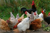 В шести районах Татарстана выявили кур с вирусом птичьего гриппа. 