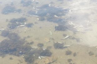Под Херсоном в водах Днепра начался мор рыбы и вода окрасилась в ядовитый цвет