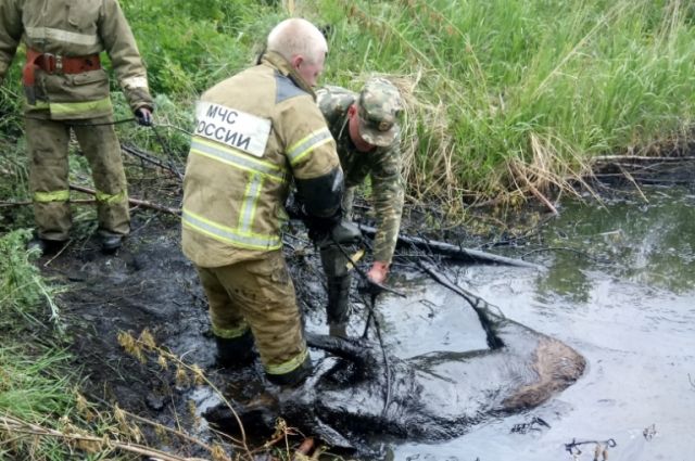 Если бы житель Осинского района случайно не увидел лося, увязшего в нефтяной луже, о разливе никто бы не узнал.