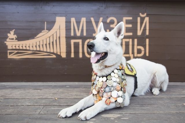 Юные оренбуржцы могут принять участие в конкурсе «Портрет фронтовой собаки».