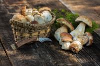 Вред и польза грибов схема