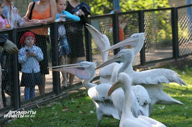 Птиц из калининградского зоопарка спасают от жары мороженым.