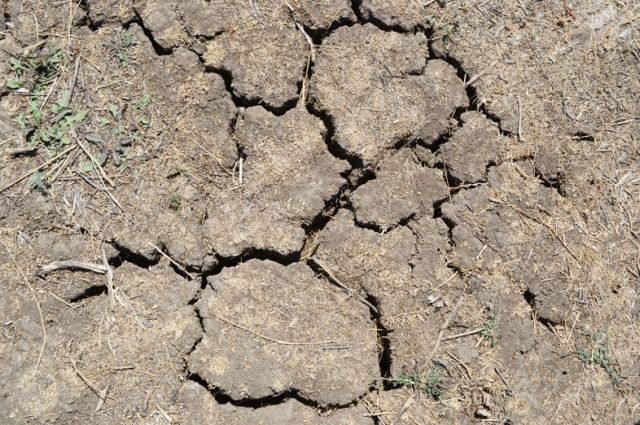 13 сельхозпредприятий Оренбурга пострадали из-за засухи.