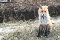 В Надымском районе на межселенной территории ввели карантин из-за лисы