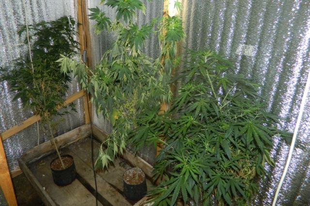 Незаконное выращивание марихуаны химический состав конопляных семян