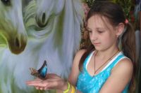 Бабочка может стать подарком, живым аксесуаром для фотосессии и домашним питомцем 