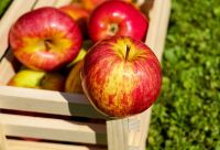 Некоторые сорта яблок хранятся совсем недолго, поэтому нужно успеть извлечь из плодов максимум пользы.