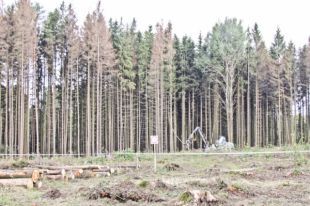 В Украине массово гибнут леса: названа причина