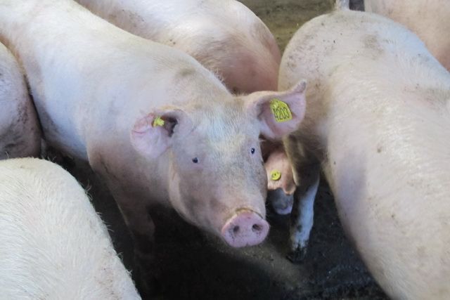 Чем кормили поголовье свиней в фермерском хозяйстве Дивногорска, неизвестно