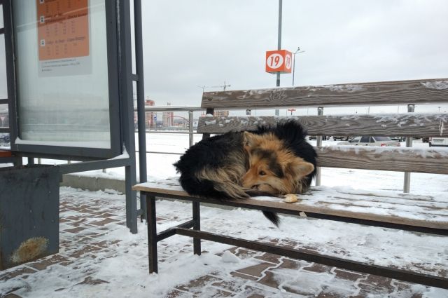 Отлов нижневартовск фотографии отловленных