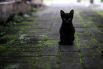 Поверье о том, что чёрные кошки приносят несчастье, берёт начало из Средневековья, когда этих животных объявили пособниками ведьм. Однако в некоторых странах, например в Шотландии и Австралии, люди, напротив, верят, что кошки с чёрной шерстью привлекают в дом удачу и достаток.