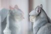 Взрослые кошки, как правило, не проявляют особого интереса к своему отражению в зеркале, поскольку эта «другая кошка» не имеет запаха, в то время как именно через обоняние кошки получают основную информацию об окружающем мире.