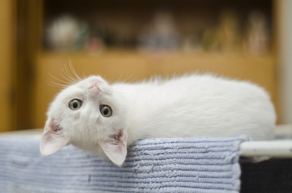 У котят после рождения появляются молочные зубы, которые на 4-6 неделе жизни заменяются на постоянные.