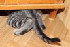 Кошки могут протиснуться целиком в любое отверстие, куда пройдёт их голова. Такая подвижность обусловлена отсутствием ключицы.