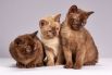 Первая выставка кошек состоялась в Лондоне в 1871 году, в ней приняли участие 170 питомцев.