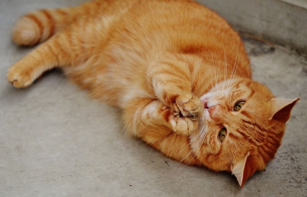 Кошки могут плакать, однако появление слёз связано не с проявлением эмоций, а с аллергией или плохой проводимостью слёзного канала. Чаще всего с такой проблемой сталкиваются владельцы кошек персидской и британской породы.