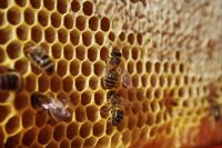 В преддверии медового спаса возрос спрос на продукты пчеловодства. 