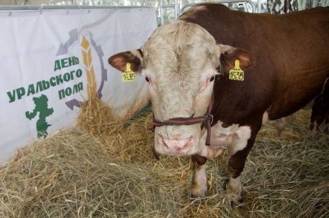 Поголовье крупного рогатого скота на Южном Урале пополняют представители самых эталонных пород.