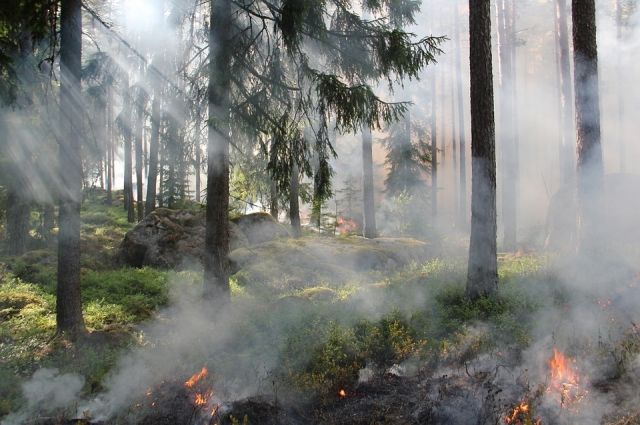 В Тюменской области снизилось количество лесных пожаров, в которых виновны люди