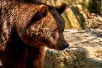 В Тюменской области стартует сезон охоты на медведей