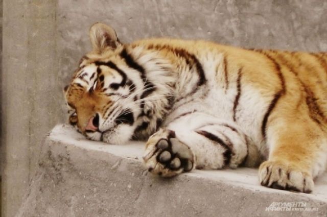Тигры в жару любят купаться и спать под навесами