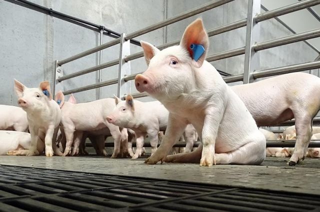 Крупнейший животноводческий объект примет на доращивание и откорм взрослое поголовье со свинокомплекса «Агроэлита». 