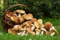 В Минздраве рассказали, какие грибы не стоит есть