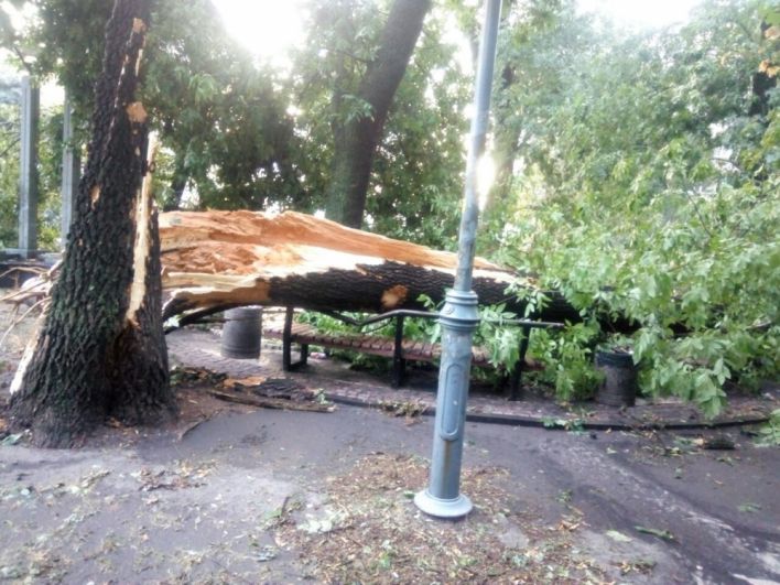 Упавшее дерево на Шулявке. Таких деревьев было десятки по столице, некоторые из них упали проезжую часть или на автомобили.