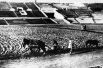 Работники стадиона «Динамо» сеют газон. 1931 год.