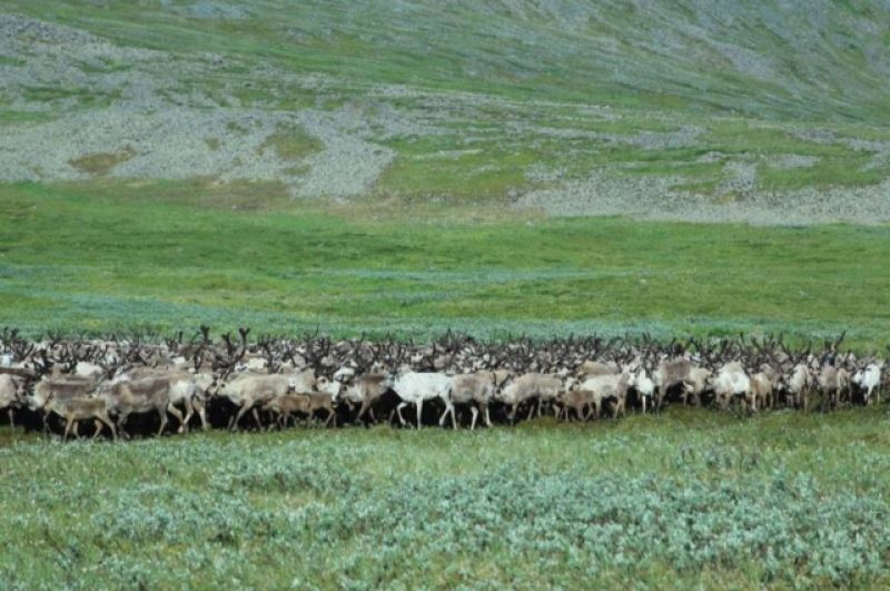 Здесь, у подножья гор, оленеводы пасут многотысячные стада оленей.