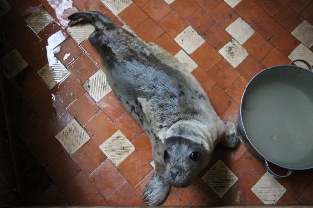 В Балтийское море выпустили спасенного весной тюленя.
