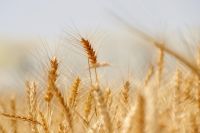 Аграрии тюменского района приступили к уборке зерновых