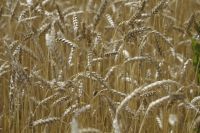 По итогам 2017 года экспорт украинской аграрной продукции в ЕС составил $5,8 млрд, что на 37,1% больше по сравнению с 2016 годом.