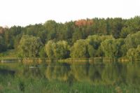 Из-за смены климата в Украине могут вымереть все леса