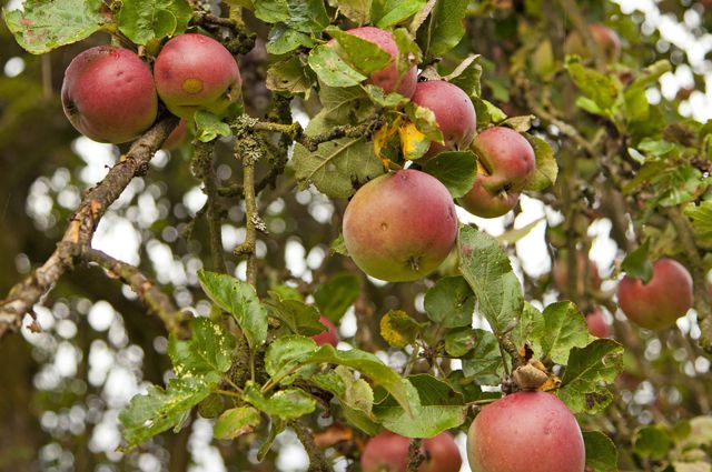 Описание сорта яблони Коричное Новое
