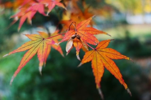 Осенью листья клёна пестреют яркими красками.