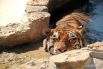 Тигр спит в воде, спасаясь от жары.