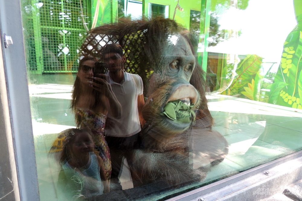 Этому орангутангу нравится держать во рту мокрую тряпку.