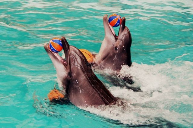 Выдрессировать дельфина невозможно, он сам решает: радовать публику или нет.