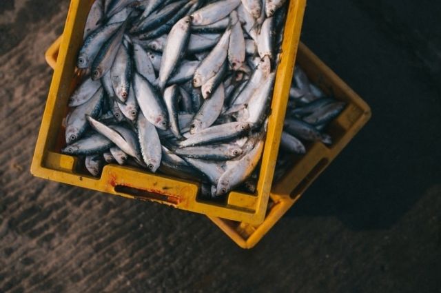Ямальские рыбаки добыли 50% от запланированного годового улова