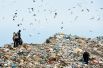 Беженцы из Ганы и Гвинеи ищут еду на мусорной свалке в Фнидке, Марокко, недалеко от испанского анклава Сеута.