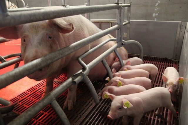 На модернизированном Первоманском свинокомплексе будет доращиваться взрослое поголовье из «Агроэлита».