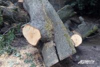 В Правдинском районе местный житель спилил 255 деревьев.
