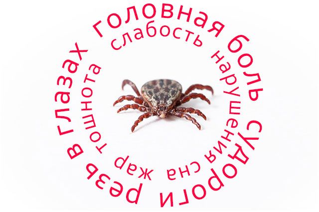 На Ямале с начала апреля зарегистрировали 30 укусов клещей
